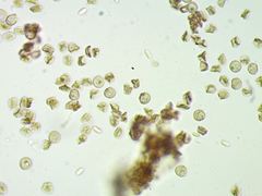 Cribraria mirabilis