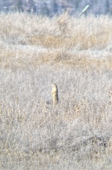 Cynomys gunnisoni