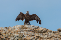 Haliaeetus vociferoides
