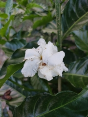 Tabernaemontana divaricata