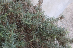 Diplacus