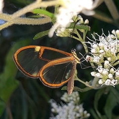 Episcada hymenaea hymenaea
