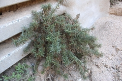 Diplacus