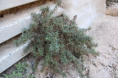 Diplacus