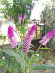 Celosia