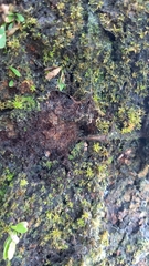 Scytinium lichenoides