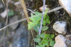 Polypodium californicum