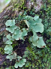 Parmotrema crinitum