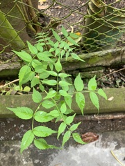 Podranea ricasoliana