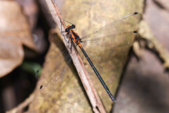 Austroargiolestes amabilis