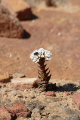 Crassula alpestris