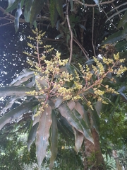 Mangifera indica image