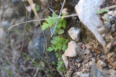 Polypodium californicum
