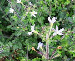 Chaenostoma hispidum