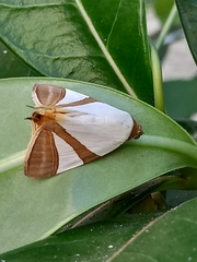 Eulepidotis rectimargo