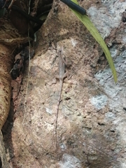 Anolis limifrons