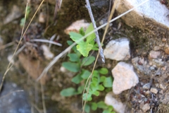 Polypodium californicum