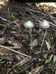 Psilocybe angulospora