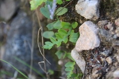 Polypodium californicum