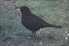 Turdus merula