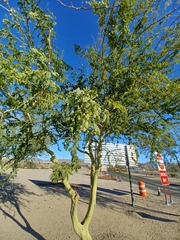 Parkinsonia florida