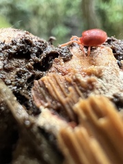 Acariformes