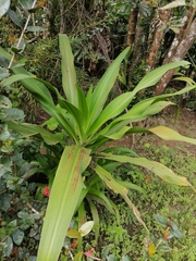 Furcraea