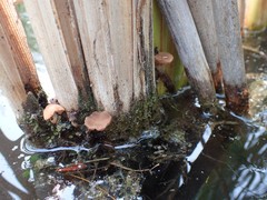 Candolleomyces typhae