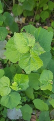 Malvaviscus arboreus