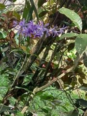 Petrea