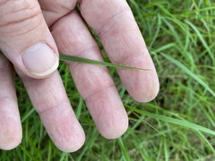 Microlaena stipoides