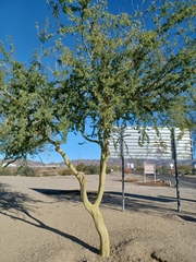 Parkinsonia florida