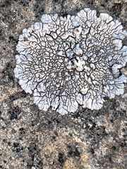Dimelaena