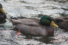 Anas rubripes × platyrhynchos