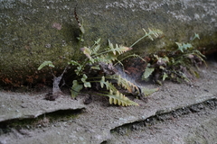 Asplenium pinnatifidum