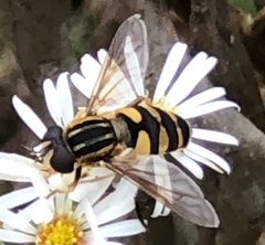 Helophilus fasciatus
