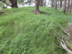 Microlaena stipoides