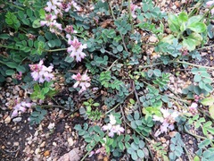 Indigofera cerasiflora