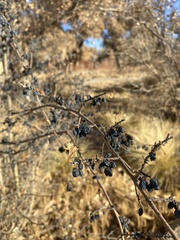 Forestiera pubescens