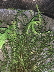 Asplenium monanthes