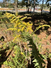 Solidago