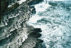 Phalacrocorax punctatus