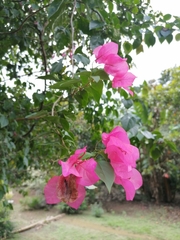 Bougainvillea