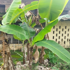 Musa