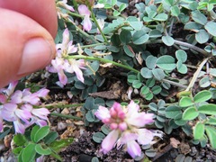Indigofera cerasiflora