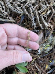 Acianthus sinclairii