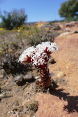 Crassula alpestris