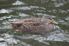 Anas rubripes × platyrhynchos