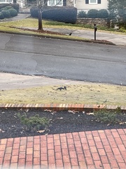 Corvus brachyrhynchos