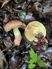 Baorangia
